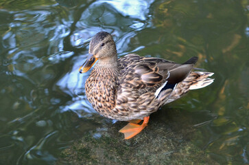 One wild duck mallard female standing on the stone in the water of a park pond. Wild waterbirds, mallard, fauna, nature, wildlife protection concept. Free copy space.