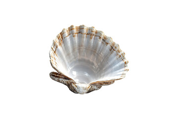 White Clam Shell with Natural Texture Isolated on Transparent Background