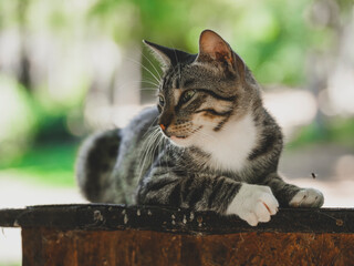 cute tabby cat in the garden