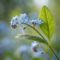 Delicate blue forget me not flowers with a textured green leaf isolated on white background