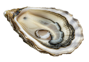 Freshly shucked oyster showing intricate details of shell and meat isolated on transparent background