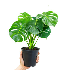 Monstera plant with large leaves black pot holding with hand isolated on white or transparent background