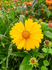 A vibrant yellow coreopsis flower captured in a lush summer garden meadow on a beautiful day 