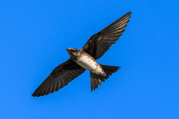 Adult Female Purple Martin in Flight Near Nesting Site – Sussex County, Delaware Wildlife