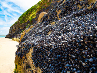 A bed of live marine mussels cling to rocks on the beach at Cardis Bay near St Ives on the north coast of Cornwall, UK. 
