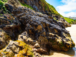 A bed of live marine mussels cling to rocks on the beach at Cardis Bay near St Ives on the north coast of Cornwall, UK. 