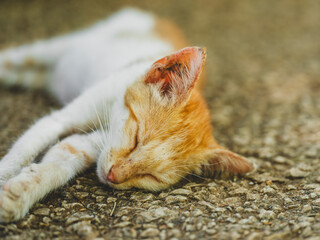 cute cat in the garden