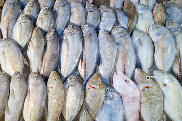 Freshly caught sea fish at a market in Kota Kinabalu, Borneo, Malaysia.