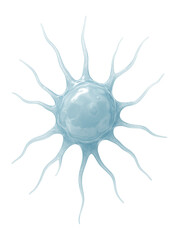 Dendritic cell with long extensions and irregular shape