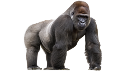 Gorilla, isolated transparent background