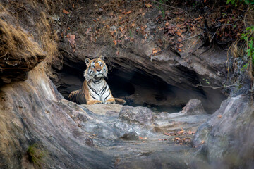 a royal bengal tiger in a rock cave
