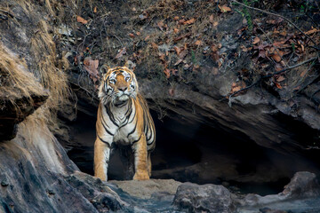 a royal bengal tiger in a rock cave