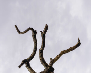 dead tree branch with gloomy sky