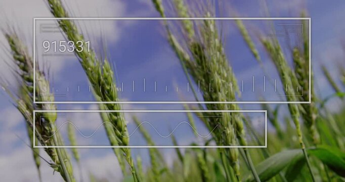 Wheat stalks swaying against sky, translucent boxes appearing and updating data, monitoring health