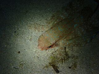 Flying Gurnard at night