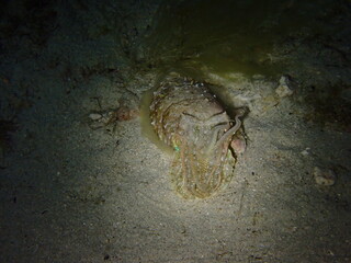 Cuttlefish at night