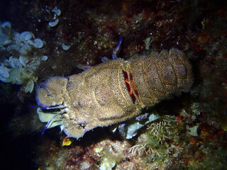 Slipper lobster at night
