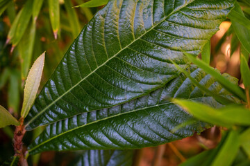 Close up of green leaves on a tree in the garden. Natural background.