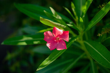 Pink oleander flower in the garden on green leaves background.