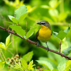 Despite their preference for dense thickets and brush, male Yellow-breasted Chats will sometimes...