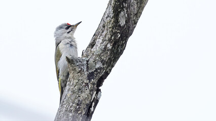 Grey-headed woodpecker (Picus canus) on a dead tree, Japan