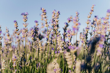 Low angle close up of lavender flowers in bloom with blue sky background