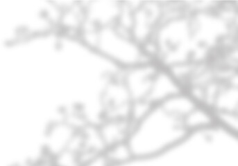 Delicate blurred branches against a stark transparent background create a sense of mystery and subtle natural beauty.