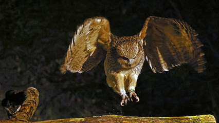 Blakiston's fish owl (Ketupa blakistoni) landing on a log, Japan
