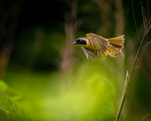A male Common Yellowthroat, with his distinctive black mask and bright yellow throat, takes flight from an open perch, sallying out to snatch an unsuspecting insect from the air
