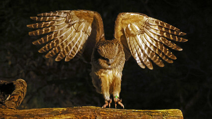 Blakiston's fish owl (Ketupa blakistoni) landing on a log, Hokkaido, Japan