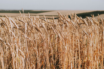 Golden wheat field with ripe stalks blowing in the wind