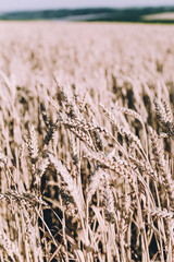 Close-up of ripe golden wheat in the field