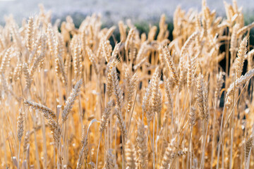 Close up of golden wheat field with ripe stalks blowing in the wind