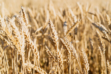 Close up of golden wheat field with ripe stalks blowing in the wind