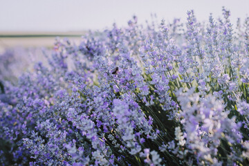 Close up of vivid purple lavender flower row in bloom