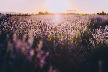 Moody lavender field at golden hour