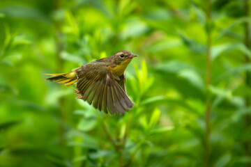 A female Common Yellowthroat, with her distinctive  bright yellow throat, takes flight from an open perch, sallying out to snatch an unsuspecting insect from the air
