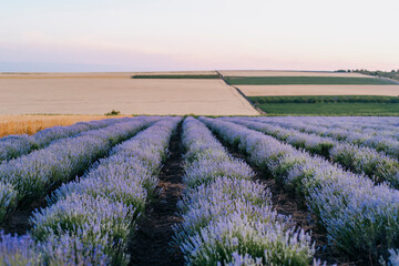 Neatly arranged rows of lavender stretching across a rural field at dusk