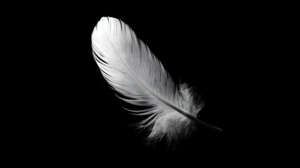 Obraz premium Single feather on black background