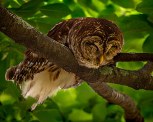 Barred Owl in very unusual sleeping position of lying on limb rather sitting up. Possibly sick or...