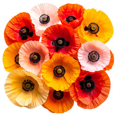 Top View of Mixed Color Poppies in Orange, Red, and Pink, isolated on a transparent background"