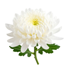 Side View of White Chrysanthemum with Green Stem and Leaves, isolated on a transparent background