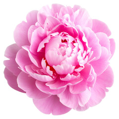 Fully Bloomed Pink Peony Flower with Ruffled Petals, isolated on a transparent background"