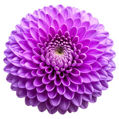 Purple Chrysanthemum in Full Bloom with Dense Layered Petals, isolated on a transparent background