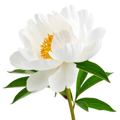  Fully Bloomed Pink Peony Flower with Ruffled Petals, isolated on a transparent background" (2)