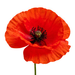 - Red Poppy Flower in Full Bloom with Delicate Black Center, isolated on a transparent background"