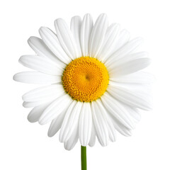 Single White Daisy Flower with Yellow Center, isolated on a transparent background