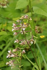 Sumpf-Stendelwurz (Epipactis palustris)