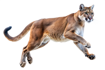  mountain lion or puma leap jump on isolated white background, PNG
