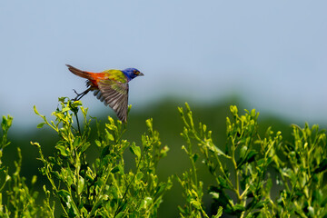 A male Painted Bunting, a flash of vibrant color, hunts for insects in a mid-air dash. Known for its stunning plumage, this little bird shifts from a primarily seed-based diet to feasting on insects